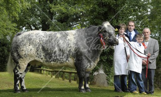 Champion British Blue, Clougher  Wendy exhibited by Zara Chestnut 
